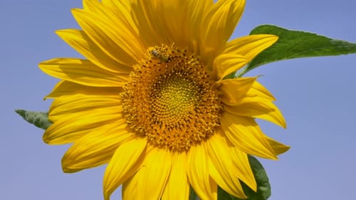 Sunflower in Bloom Against Pale Blue Sky
