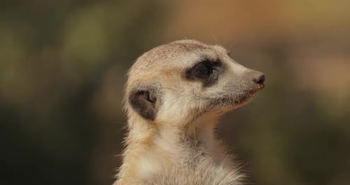 Erdmännchen (Suricata suricatta) oder Suricate sind kleine Mungos, die im südlichen Afrika vorkommen.
