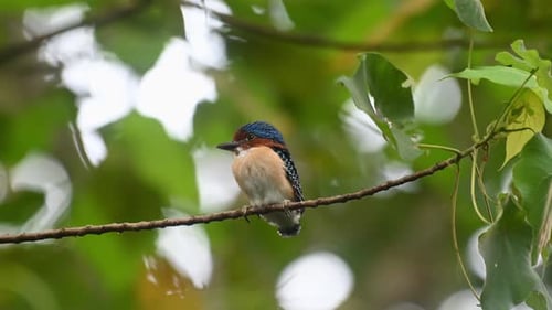 Un jeune mâle perché sur une branche horizontale, Martin-pêcheur barricé Lacedo pulchella, Kaeng Krachan N