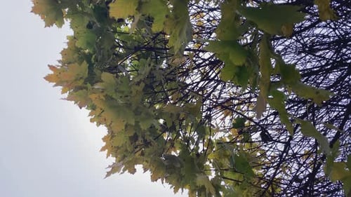 Moving leaves in the wind in autumn time. Beautifully colored leaves in different colors
