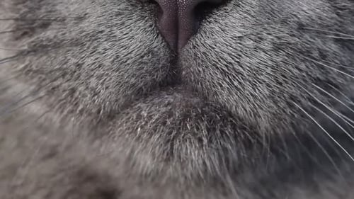 Super Slow Motion Closeup of a Cat's Tongue