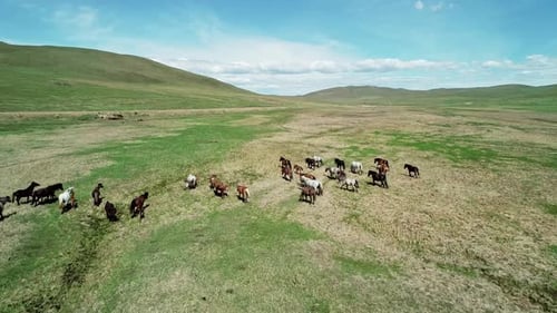 Aerial View of a Herd of Horses Slowly Galloping on the Endless Green Meadow Drone Follows the