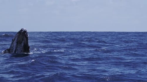Ballena jorobada nadando bajo la superficie del agua