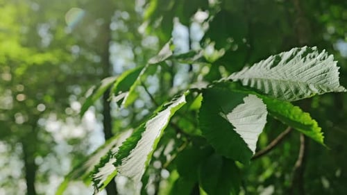 Sonnenlicht scheint durch grüne Kastanienblätter — Forest Serenity in Zeitlupe