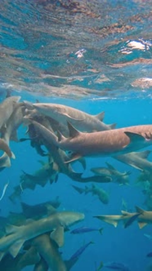 Sharks Swim Together in Clear Waters of the Maldives Surrounded By Smaller Fish in a Dynamic Aquatic