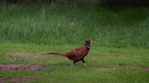 Ring-necked Pheasant Bird Walking On A Grassy Field
