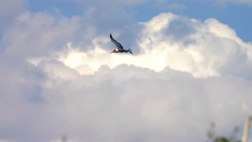 Marabou Stork in Flight, Afrique