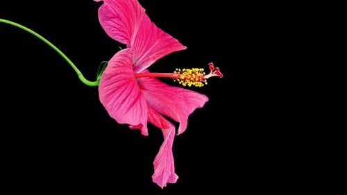 Hibiscus Flower Blooms. Bud Opens into a large Red Flower. Time Lapse of a Blooming Hibiscus Plant