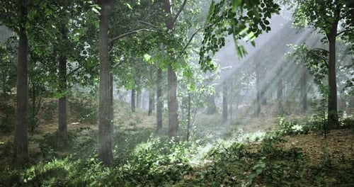 Sunlight Filtering Through Trees in a Lush Green Forest During Early Morning