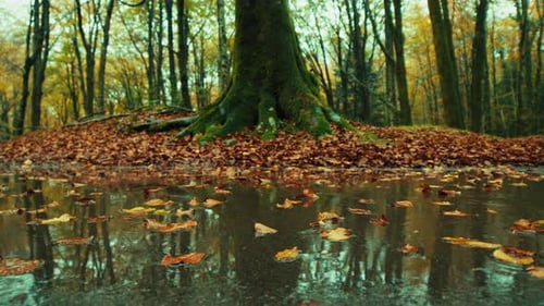 Gotas de lluvia en un charco cerca de Autumn Tree Mountain