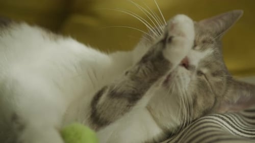 Cat Licking Paw While Resting Indoors