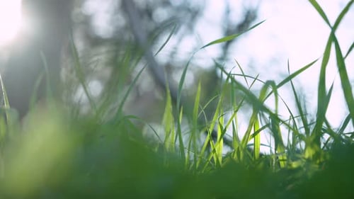 Close up of green grass foliage in nature with beautiful sunlight