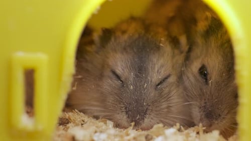 Two Hamsters Snuggling Inside Their Cozy Yellow Home