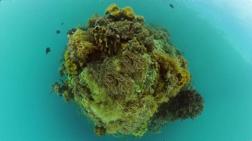 Coral Reef and Tropical Fish Philippines