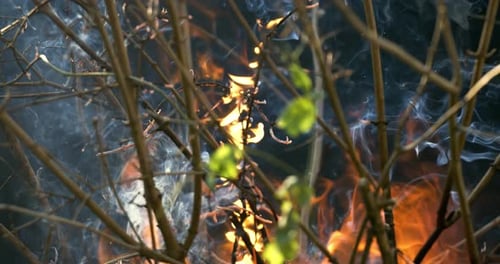 Forest fire in close-up. The branches of shrubs and trees are burning and smoking. Wildfires caused