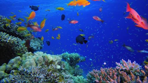 Tropical Fish Swim Among Colorful Coral Reefs