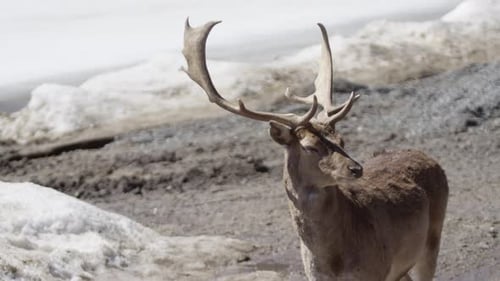 Canadian Wildlife - Red deer turn head side profile slow