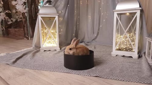 Cute Rabbit Sitting Inside Decorative Scene