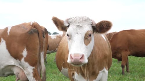 Cows Grazing Peacefully in a Green Pasture