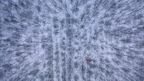 Trees background in winter. Snowy landscape of a forest. Wallpaper of beautiful winter nature.