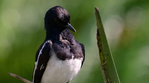 The Oriental magpie-robin is a very common passerine bird in Thailand in which it can be seen anywhe