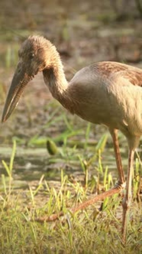 Goa India Close Asian Openbill