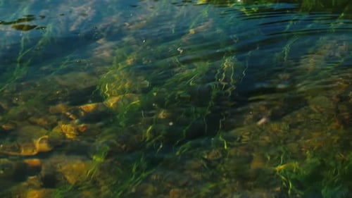 Summer river. Surface of the river with weed swinging in the stream