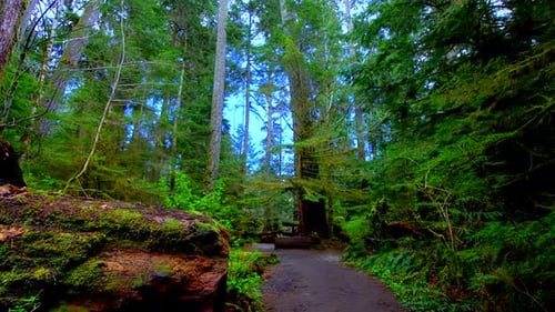 Waldbeobachtung auf Vancouver Island