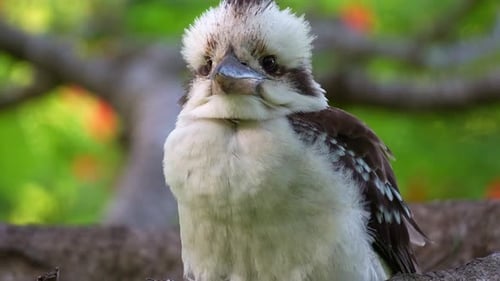 A wild laughing kookaburra (Dacelo novaeguineae) perched on a tree branch in its natural habitat
