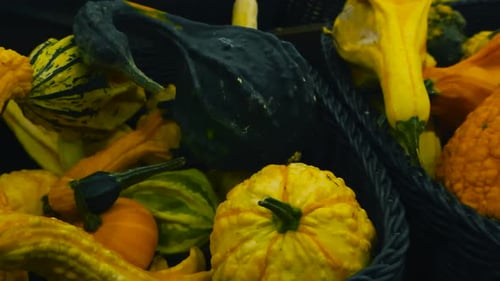 Variété de mini-citrouilles ornementales au magasin en gros plan. Acheter des produits d'automne pour la saison d'Halloween