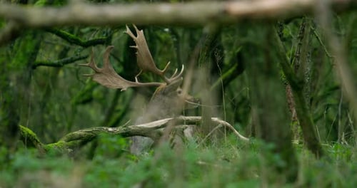 Majestic Deer Resting Quietly in a Mossy Forest
