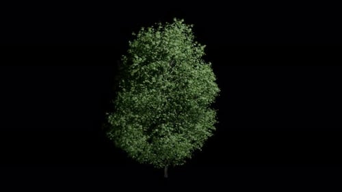 Swaying Green Deciduous Tree With Alpha
