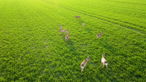 Deer Grazing in Green Field From Aerial View