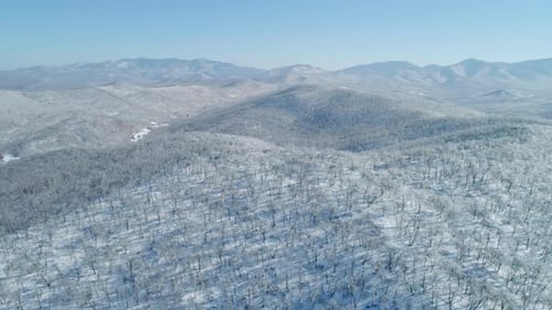 Aerial View of a Frozen Forest with Snow Covered Trees at Winter Flight Above Winter Forest Aerial