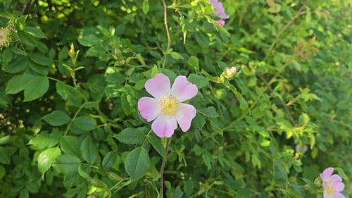 Close-up of wild rose (Rosa canina) flowers blooming outdoors