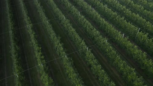 Vast Expanse of Apple Trees Unfolds Creating Lush Orchard