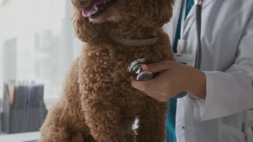Veterinarian Examines Dog with Stethoscope in Office