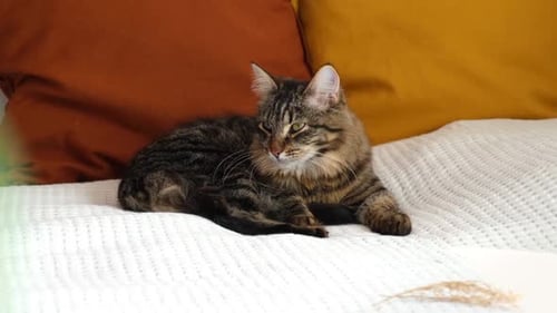 Tabby Cat Grooming on Bed with Colorful Pillows