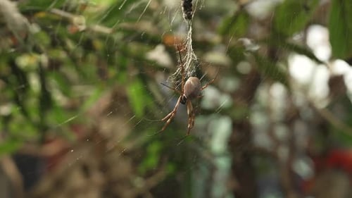 A Golden Orb Weaver spider staying in the middle of its web