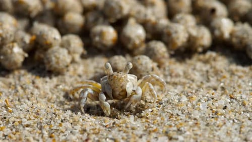 Sandbubbler-Krabben sind tagsüber bei der Arbeit beschäftigt