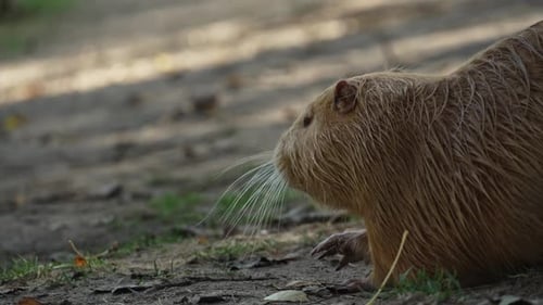 Eine Nahaufnahme einer braunen Nutria, die Nahrung kaut, während sie sie in den Pfoten hält