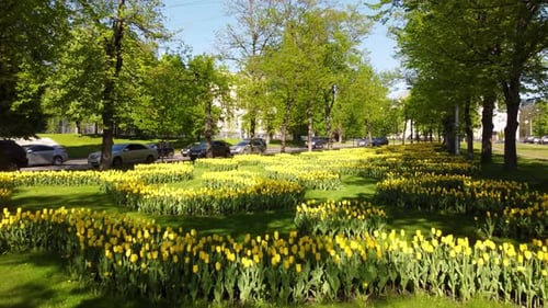 Yellow tulips blooming flowerbed in city alley