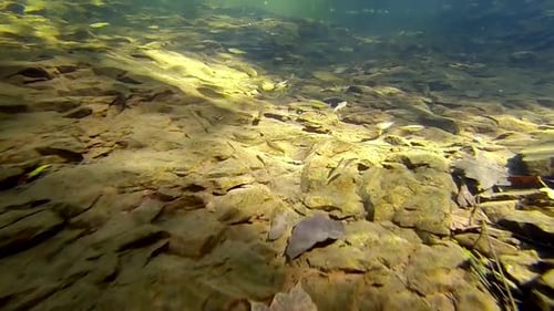Des camions-caméras sous-marines avancent à travers un banc de petits poissons dans un ruisseau.