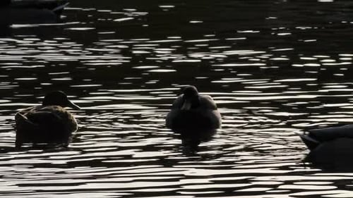 A flock of ducks floating and swimming in a pond at dusk