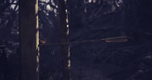 Archery Practice in a Dense Forest with an Arrow Hitting a Wooden Target