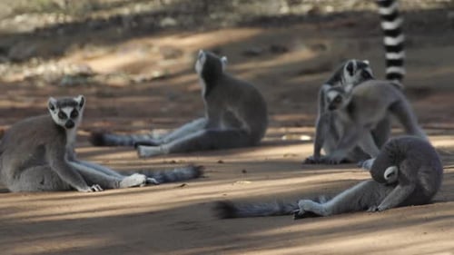 four ring-tailed lemurs resting in the shade on a sandy road, two more individuals approach and joi
