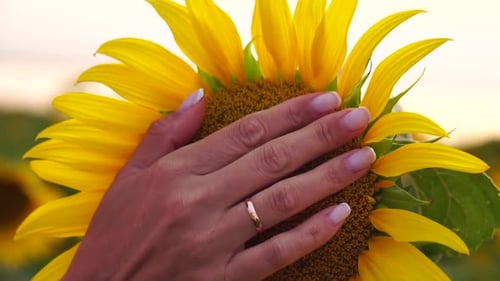 Woman Sunflower Field Woman Agronomist and Farmer Inspect Cultivated Sunflowers at Sunset Closeup of