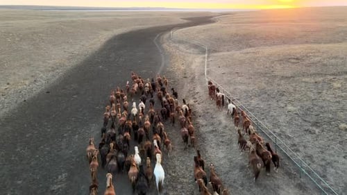 Mustangs Gallop Through Dusty Fields at Sunset in Scenic National Park Setting