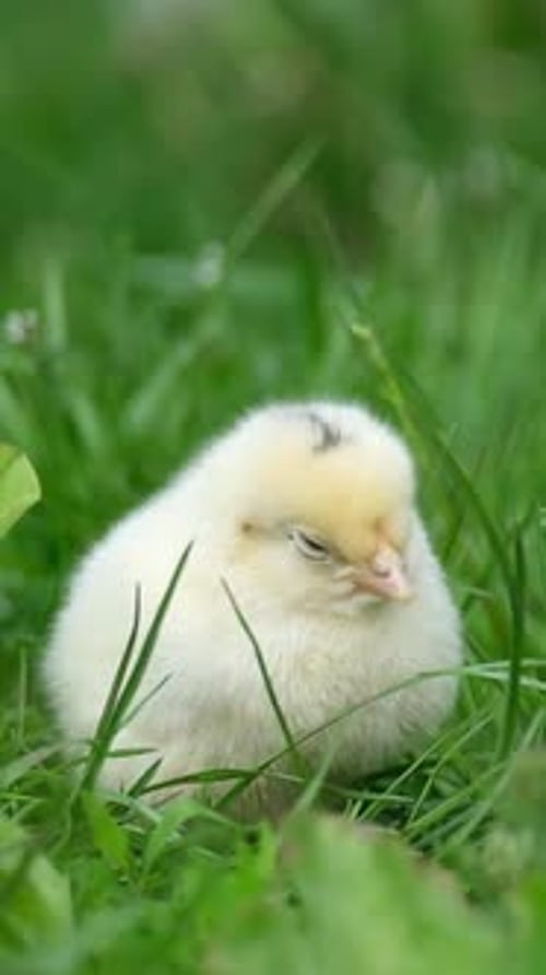 Petit poussin moelleux reposant dans l'herbe verte