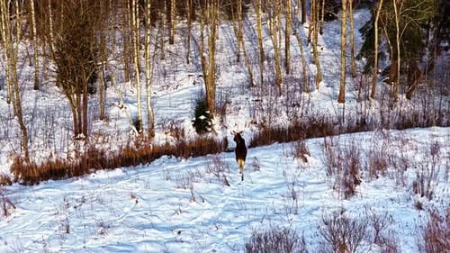Elche rennen über einen verschneiten Hang in der Nähe des Waldrandes, wilde Winteraktivitäten auf freiem Feld